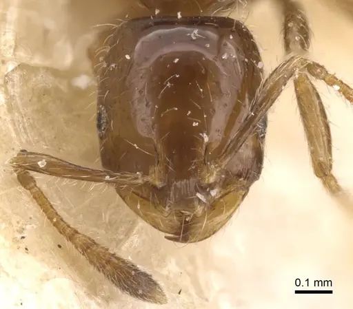 Monomorium madecassum specimen CASENT0010828 image casent0010828_2
