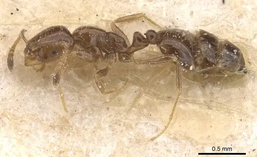 Monomorium madecassum specimen CASENT0010828 image casent0010828_3