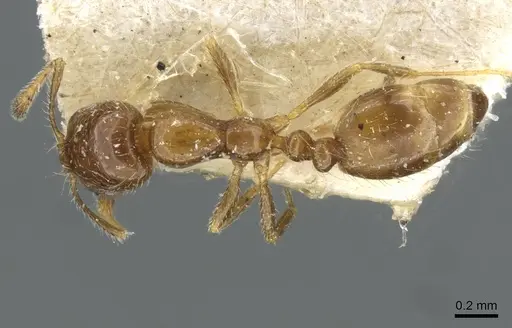 Monomorium madecassum specimen CASENT0101856 image casent0101856_1