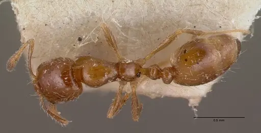 Monomorium madecassum specimen CASENT0101856 image casent0101856_2