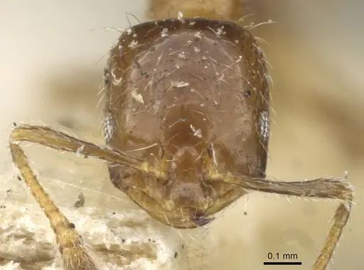 Monomorium madecassum specimen CASENT0101856 image casent0101856_3