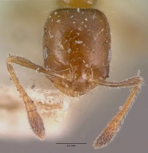 Monomorium madecassum specimen CASENT0101856 image casent0101856_4