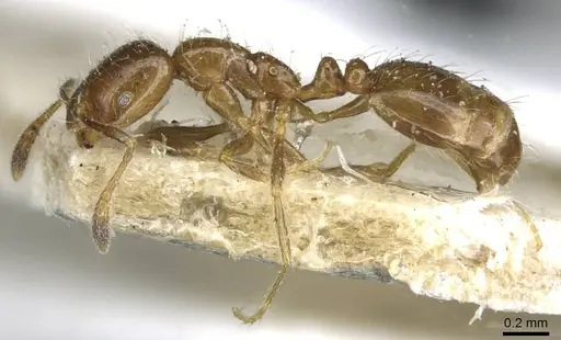 Monomorium madecassum specimen CASENT0101856 image casent0101856_5