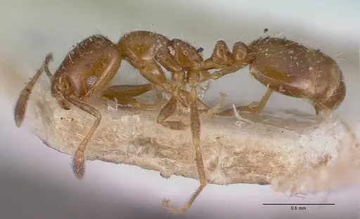 Monomorium madecassum specimen CASENT0101856 image casent0101856_6