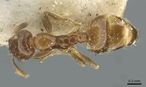 Monomorium madecassum specimen CASENT0101886 image casent0101886_1