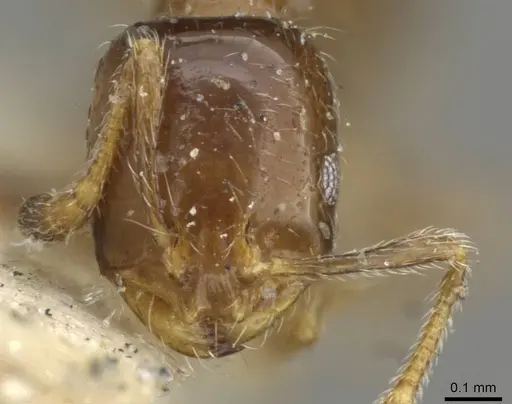 Monomorium madecassum specimen CASENT0101886 image casent0101886_2
