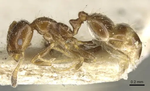 Monomorium madecassum specimen CASENT0101886 image casent0101886_3