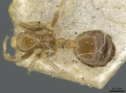 Monomorium madecassum specimen CASENT0101895 image casent0101895_1