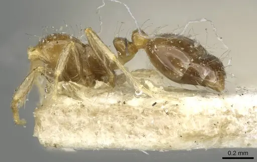 Monomorium madecassum specimen CASENT0101895 image casent0101895_2