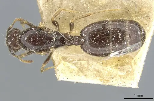 Monomorium madecassum specimen CASENT0101896 image casent0101896_1