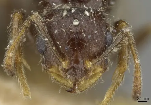 Monomorium madecassum specimen CASENT0101896 image casent0101896_2