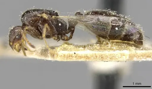 Monomorium madecassum specimen CASENT0101896 image casent0101896_3
