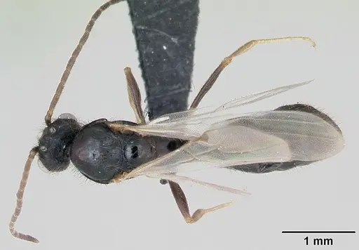 Monomorium madecassum specimen CASENT0115118 image casent0115118_1