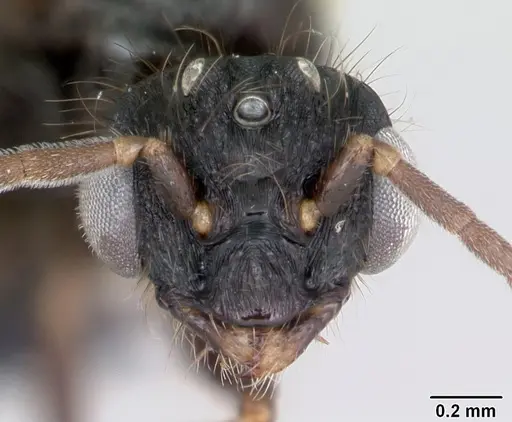 Monomorium madecassum specimen CASENT0115118 image casent0115118_2