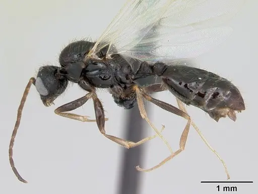 Monomorium madecassum specimen CASENT0115118 image casent0115118_3