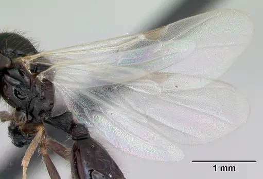 Monomorium madecassum specimen CASENT0115118 image casent0115118_4