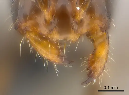 Monomorium madecassum specimen CASENT0122938 image casent0122938_1