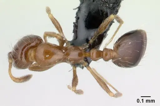 Monomorium madecassum specimen CASENT0133594 image casent0133594_1