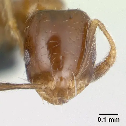 Monomorium madecassum specimen CASENT0133594 image casent0133594_2
