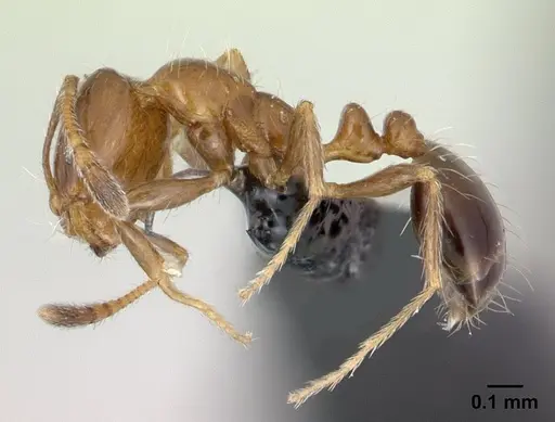 Monomorium madecassum specimen CASENT0133594 image casent0133594_3