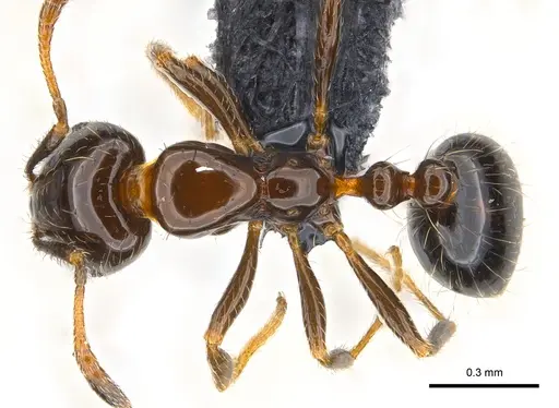 Monomorium madecassum specimen CASENT0147108 image casent0147108_1