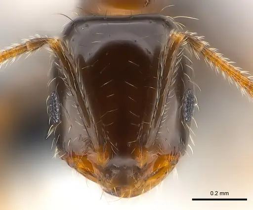 Monomorium madecassum specimen CASENT0147108 image casent0147108_2