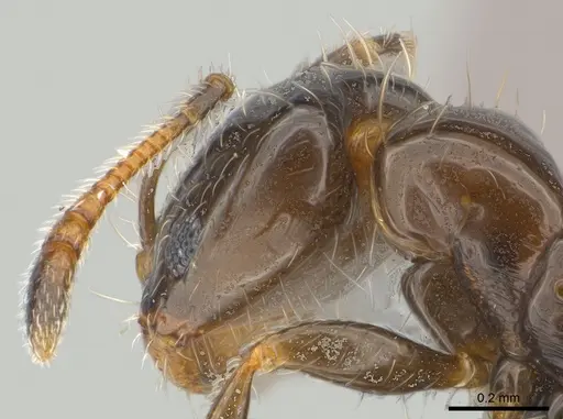 Monomorium madecassum specimen CASENT0147108 image casent0147108_3