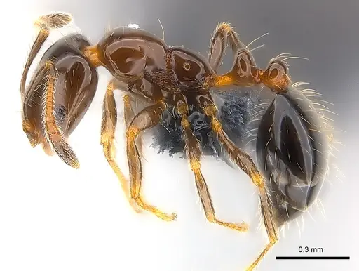 Monomorium madecassum specimen CASENT0147108 image casent0147108_4