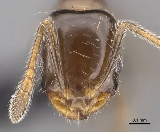 Monomorium madecassum specimen CASENT0148849 image casent0148849_1