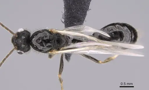 Monomorium madecassum specimen CASENT0209350 image casent0209350_1