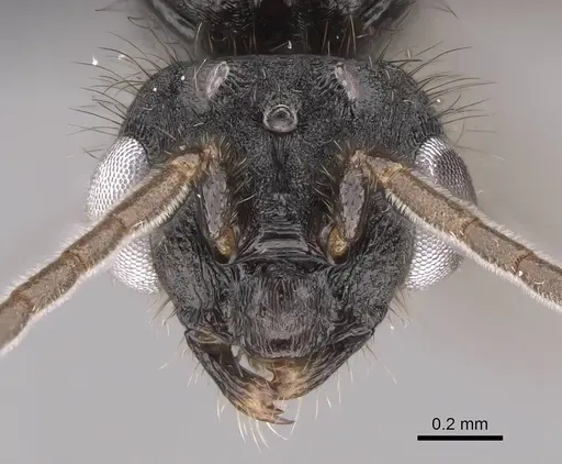 Monomorium madecassum specimen CASENT0209350 image casent0209350_2