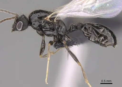 Monomorium madecassum specimen CASENT0209350 image casent0209350_3