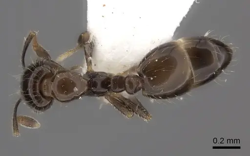 Monomorium madecassum specimen CASENT0217134 image casent0217134_1
