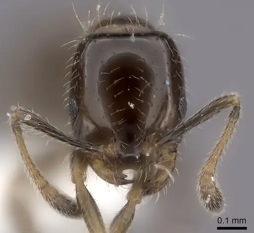 Monomorium madecassum specimen CASENT0217134 image casent0217134_2