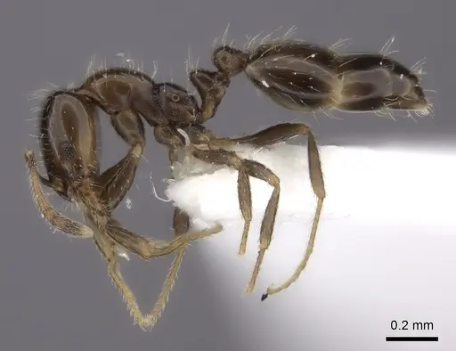 Monomorium madecassum specimen CASENT0217134 image casent0217134_3