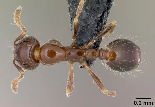 Monomorium madecassum specimen CASENT0490190 image casent0490190_1