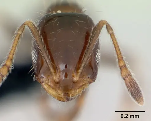 Monomorium madecassum specimen CASENT0490190 image casent0490190_2