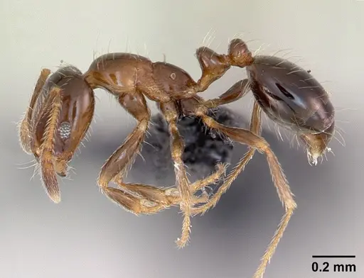 Monomorium madecassum specimen CASENT0490190 image casent0490190_3