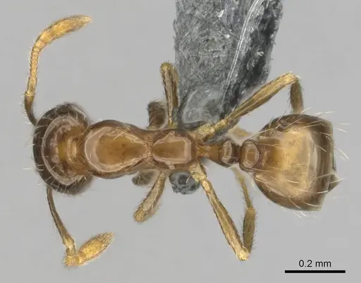 Monomorium madecassum specimen CASENT0812252 image casent0812252_1