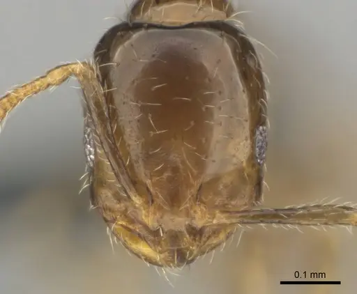 Monomorium madecassum specimen CASENT0812252 image casent0812252_2