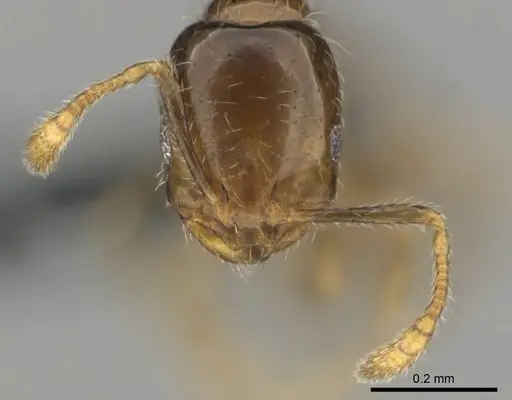 Monomorium madecassum specimen CASENT0812252 image casent0812252_3