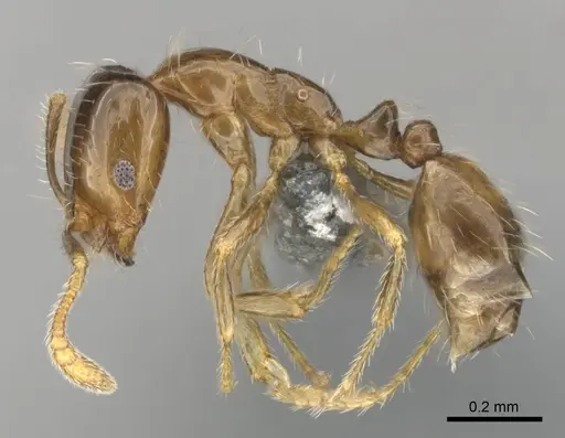 Monomorium madecassum specimen CASENT0812252 image casent0812252_4