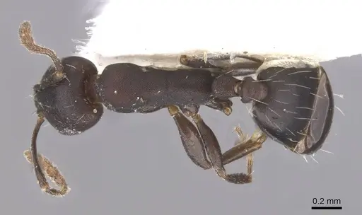 Monomorium mahyoubi specimen CASENT0913823 image casent0913823_1