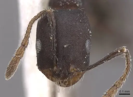 Monomorium mahyoubi specimen CASENT0913823 image casent0913823_2