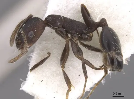 Monomorium mahyoubi specimen CASENT0913823 image casent0913823_3