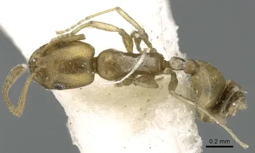 Monomorium majarishe specimen CASENT0906334 image casent0906334_1