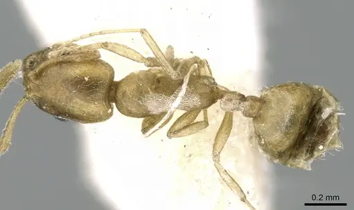 Monomorium majarishe specimen CASENT0906334 image casent0906334_2
