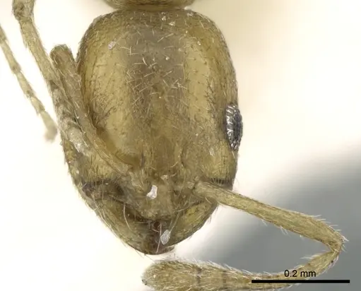 Monomorium majarishe specimen CASENT0906334 image casent0906334_3