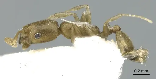 Monomorium majarishe specimen CASENT0906334 image casent0906334_4