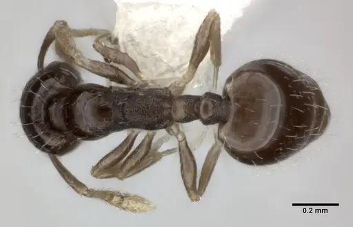 Monomorium malatu specimen CASENT0246076 image casent0246076_1